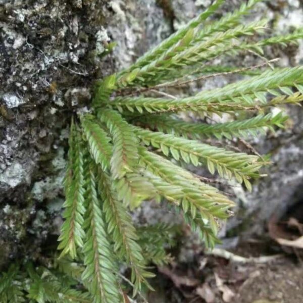 柄唇蘭 Podochilus sp.