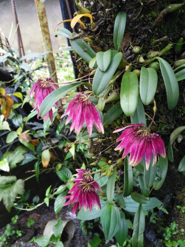 石豆蘭屬 Bulbophyllum sp. (Pinky)：圖片 3