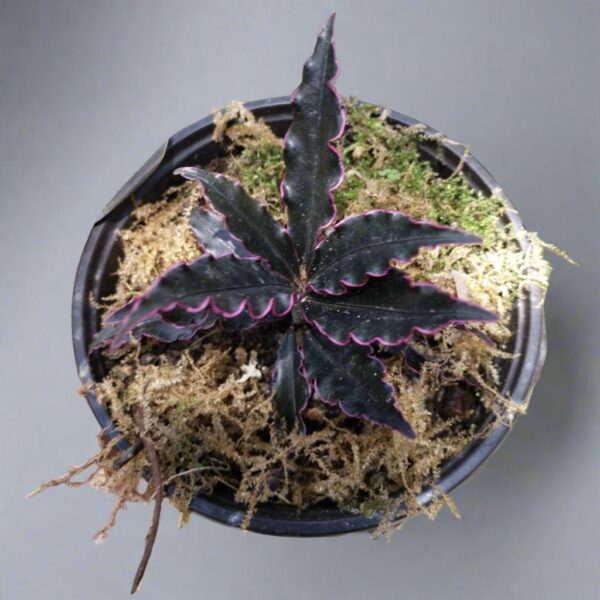 紫金牛 Ardisia sp. 'Pinky'