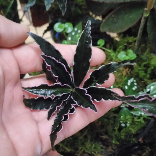 紫金牛 Ardisia sp. 'Pinky'：圖片 2