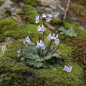 西藏珊瑚苣苔 Corallodiscus lanuginosus