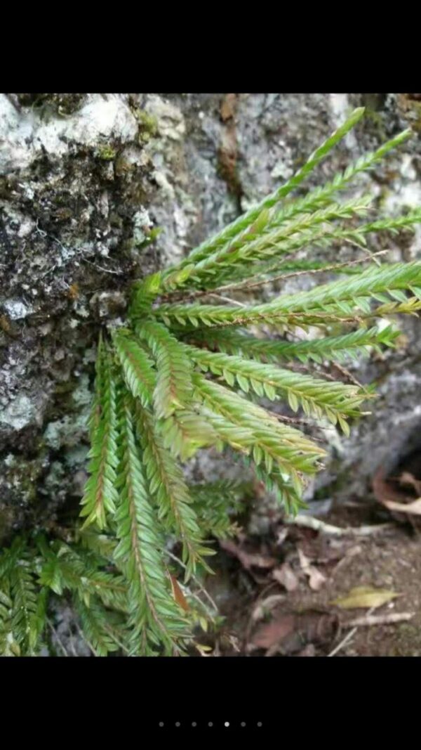 柄唇蘭 Podochilus sp.：圖片 5