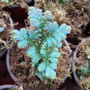 翠雲草 卷柏 Rainbow Spikemoss (Selaginella uncinata)