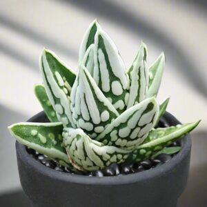 十二卷屬 Haworthia pumila 'Tears of Angels'