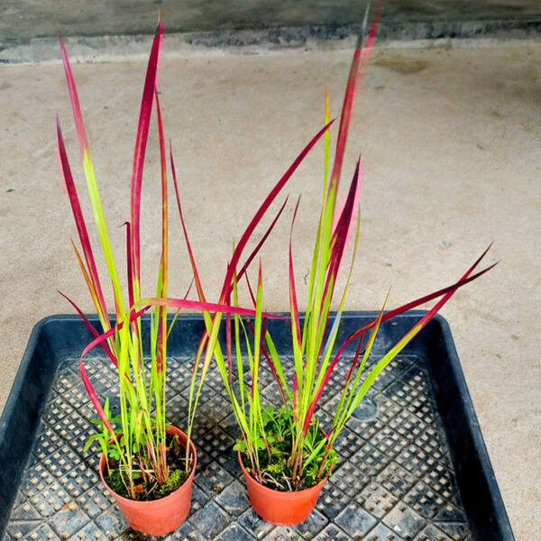 日本血茅 Japanese Blood Grass (Imperata cylindrical 'Rubra')：圖片 2