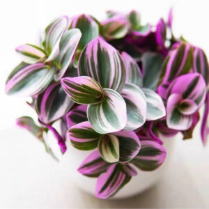 油畫吊蘭紫露草 Inch Plant (Tradescantia 'nanouk ')