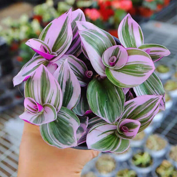 油畫吊蘭紫露草 Inch Plant (Tradescantia 'nanouk ')：圖片 2