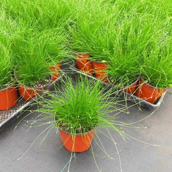 光纖草 Fiber optic grass (Isolepis cernua)