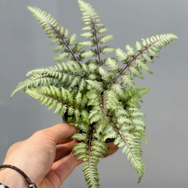 日本安蕨/日本蹄盖蕨 Japanese Painted Fern (Athyrium niponicum var. pictum)：圖片 2