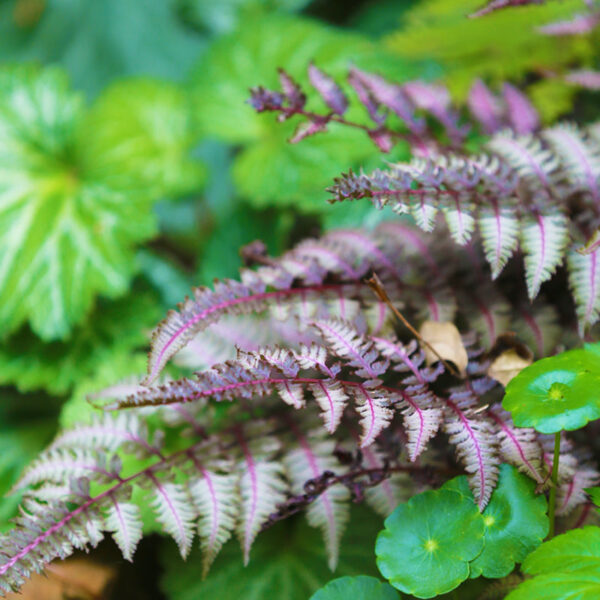 日本安蕨/日本蹄盖蕨 Japanese Painted Fern (Athyrium niponicum var. pictum)