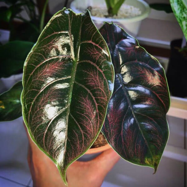 阿茲蘭海芋 Jewel Alocasia (Alocasia azlanii)