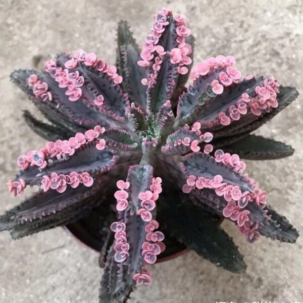 不死鳥, 落地生根 Kalanchoe Daigremontian Hybrid (Kalanchoe adans)：圖片 2