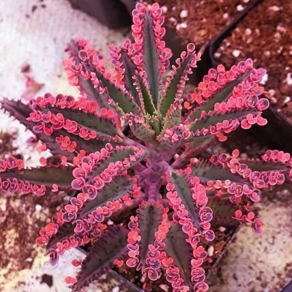 不死鳥, 落地生根 Kalanchoe Daigremontian Hybrid (Kalanchoe adans)