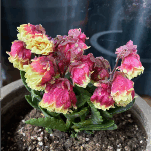 重瓣宮燈長壽花  Beach Bells (Kalanchoe manginii 'Wendy Sunny Balloon')