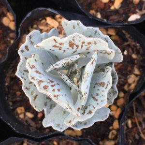 扇雀 Kalanchoe rhombopilosa