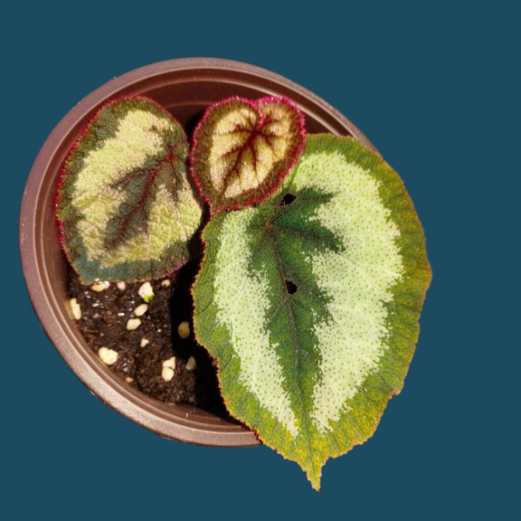 秋海棠 Begonia sp. (king)
