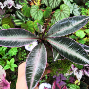 紫金牛 Labisia sp. Hulu kapuas Kalimantan barat