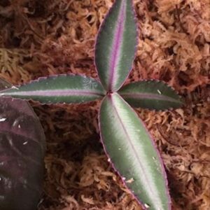 紫金牛 Pink Line sumatera (Ardisia sp)