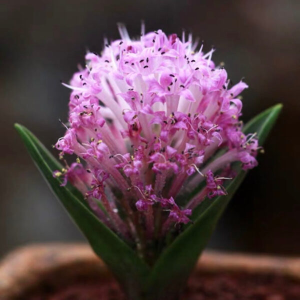 納金花屬 Lachenalia ensifolia