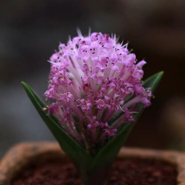 納金花屬 Lachenalia ensifolia：圖片 4