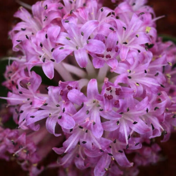 納金花屬 Lachenalia ensifolia：圖片 3