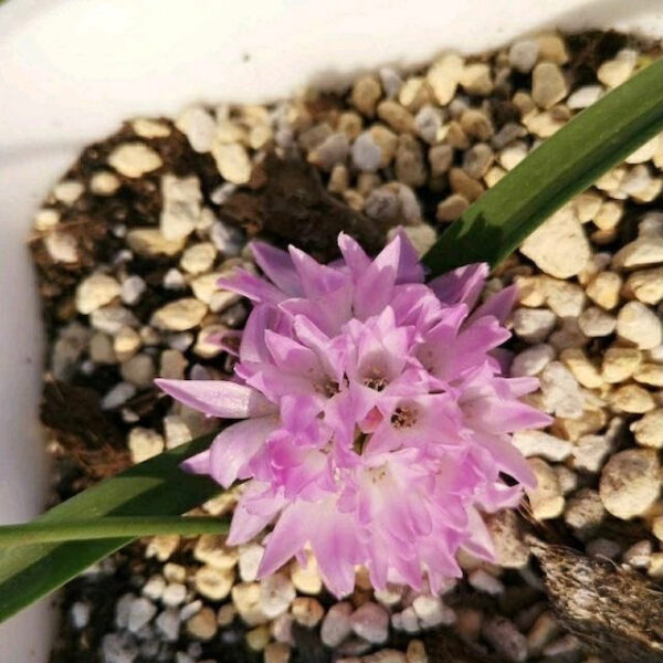 納金花屬 Lachenalia ensifolia：圖片 5