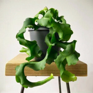 卷葉曇花 Curly Sue (Epiphyllum guatemalense monstrose)