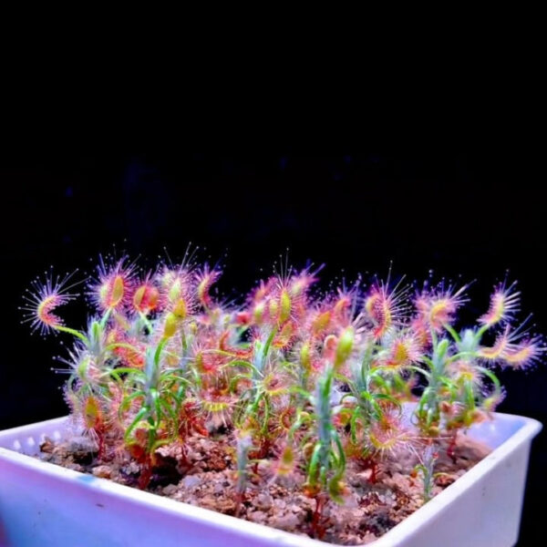 蠍子茅膏菜 Shaggy sundew (Drosera scorpioides)