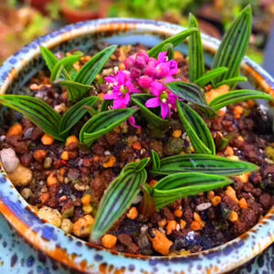 縞蔓穗 Ledebouria cooperi