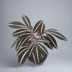 火筒樹 Leea amabilis