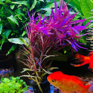 紫三角 Limnophila aromatica 水草缸前景中景水草 香草水草