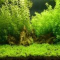 小寶塔 Limnophila sessiliflora