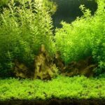 小寶塔 Limnophila sessiliflora