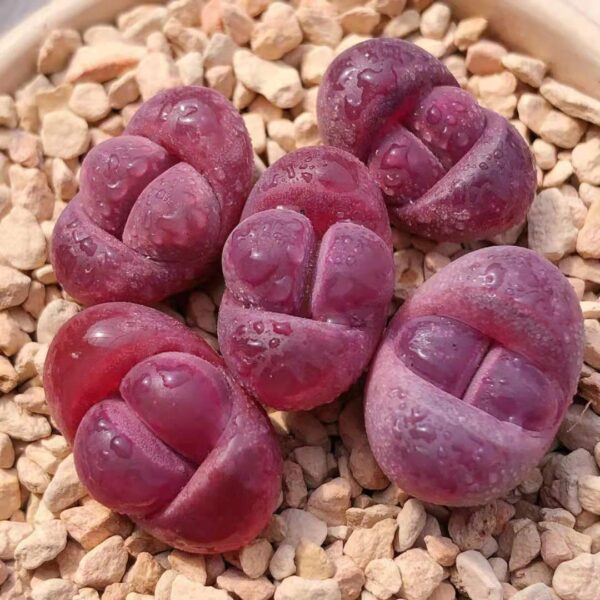 紅大內玉生石花 Living Stones (Lithops optica 'Rubra')