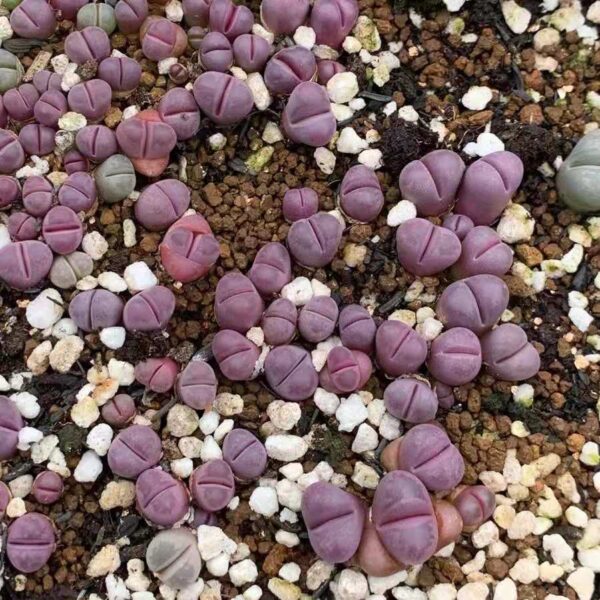 紅大內玉生石花 Living Stones (Lithops optica 'Rubra')：圖片 2