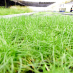 單花海岸草（Littorella uniflora） 前景水草、冷水缸水草 草缸造景