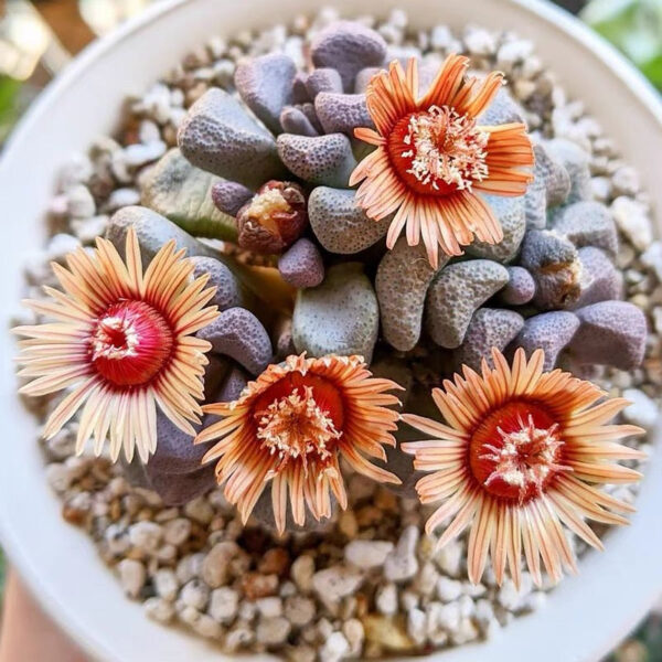 唐扇 Living stone (Aloinopsis schooneesii) (3-4cm)：圖片 2