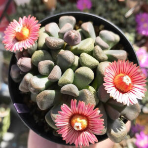 唐扇 Living stone (Aloinopsis schooneesii) (3-4cm)