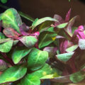羅貝力 Lobelia cardinalis