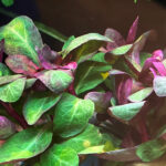 羅貝力 Lobelia cardinalis