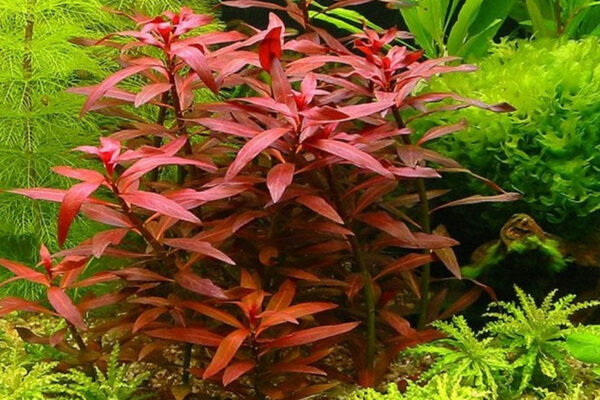 大紅葉