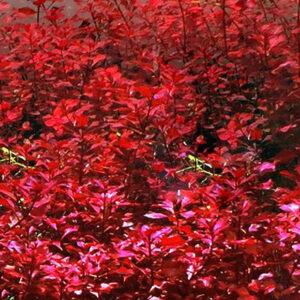 超紅水丁香 Ludwigia palustris ''super red'' - 中後景水草