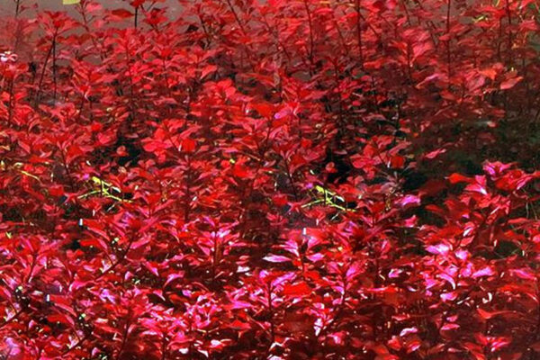 超紅水丁香 Ludwigia palustris ''super red'' - 中後景水草