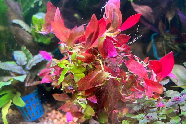 紅丁香