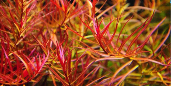 大紅梅