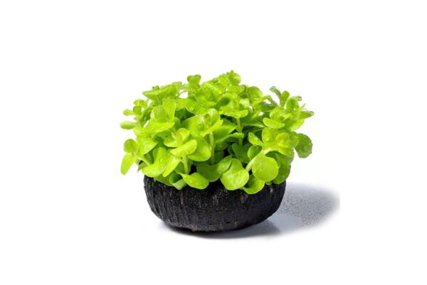 黃金錢草：圖片 2