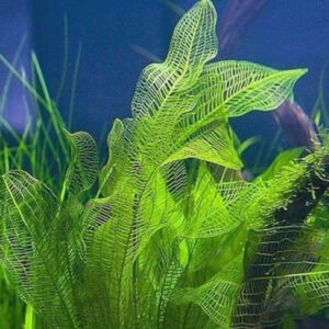 馬達加斯加網草 Madagascar Laceleaf (Aponogeton madagascariensis)