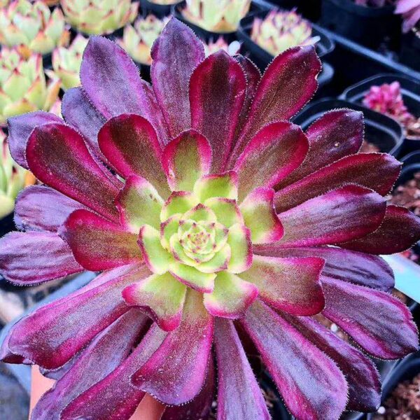 紅錦法師蓮花掌屬 Mardi Gras (Aeonium)：圖片 2