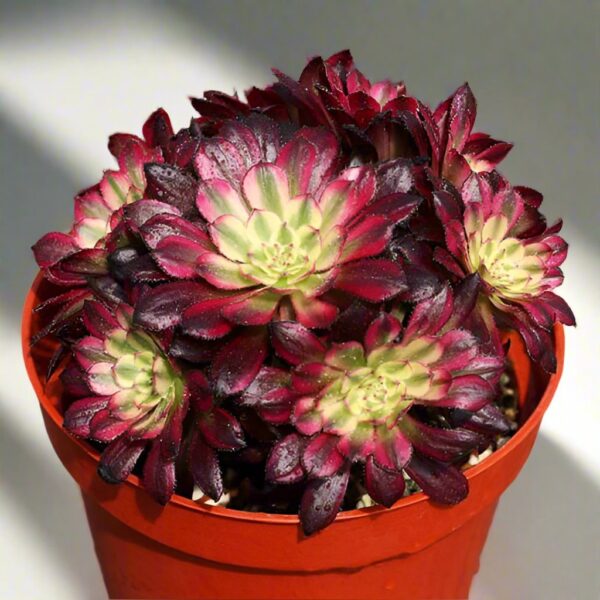 紅錦法師蓮花掌屬 Mardi Gras (Aeonium)