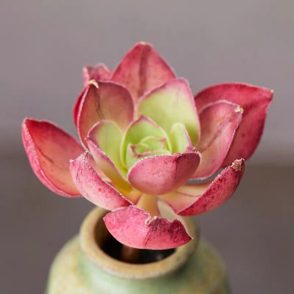 使徒法師蓮花掌屬 Marnier Lapostolle (Aeonium)：圖片 2